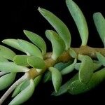 Adromischus cooperi Blad