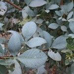 Searsia zeyheri Leaf