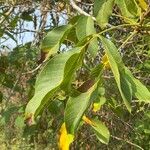 Juglans regiaFeuille