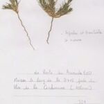 Polycnemum majus Libunga