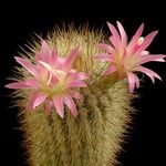 Eriosyce taltalensis Blomst