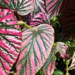 Begonia brevirimosa Leaf