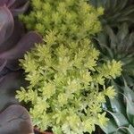 Sedum japonicum Hoja