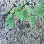 Acer saccharinum Leaf