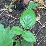 Rubus pruinosusLeaf