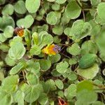 Fuchsia procumbens Cvet