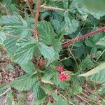 Rubus divaricatus Folla