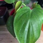 Philodendron hederaceumList