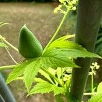 Cyclanthera pedata ഫലം