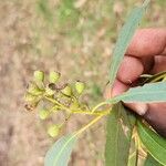 Eucalyptus leucoxylon Frucht