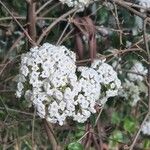 Viburnum × burkwoodiiFlower