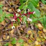 Actaea pachypodaΦρούτο