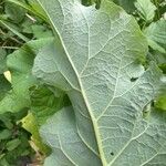 Arctium tomentosum Fuelha