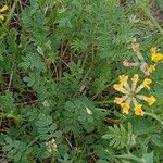 Hippocrepis comosa Alkat (teljes növény)