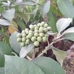 Solanum mauritianum Fruto