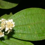 Conostegia bracteata Leaf