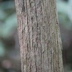 Bertiera borbonica Casca