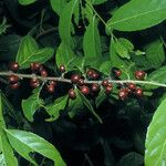 Casearia guianensis Fruit