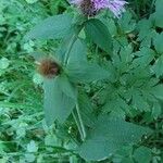 Centaurea phrygia Прочее