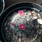 Mammillaria wrightii Flor