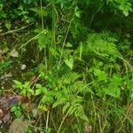 Gymnocarpium robertianum Hábito