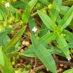 Oldenlandia corymbosa Blodyn