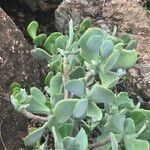 Cotyledon barbeyi 叶