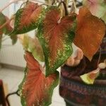 Caladium bicolorΦύλλο