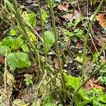 Smilax rotundifolia Habit