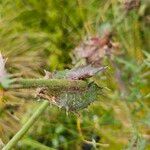 Sonchus arvensisLeaf