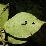 Lycianthes multiflora Frunză