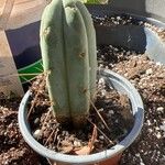 Trichocereus macrogonus Leaf