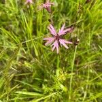 Dianthus superbusKvet