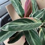 Stromanthe thalia Leaf