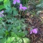 Geranium palmatum Лист