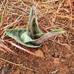 Ledebouria revoluta Habit