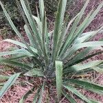 Yucca arkansana Хабит