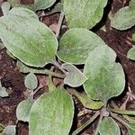 Antennaria plantaginifolia Blatt