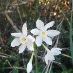 Narcissus papyraceus Blodyn