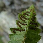 Polystichum lonchitis Плод