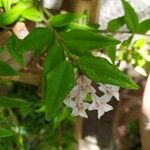 Hoya lanceolata Ліст