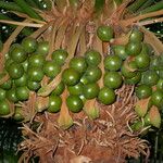 Cycas thouarsii फल