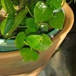 Peperomia pellucida Ліст