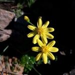 Senecio leucanthemifolius Цветок