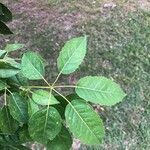 Handroanthus heptaphyllus Folha