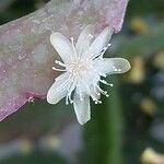 Rhipsalis elliptica പുഷ്പം