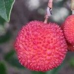 Arbutus unedo Плід