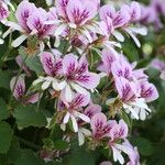 Pelargonium betulinum Çiçek