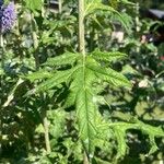 Echinops bannaticus Leaf