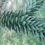 Araucaria araucana Blatt